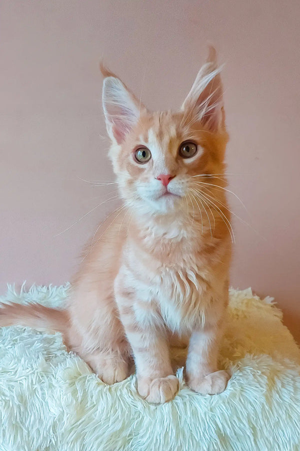 Cute Orange Tabby Kitten named Ernest from the Maine Coon Kitten collection