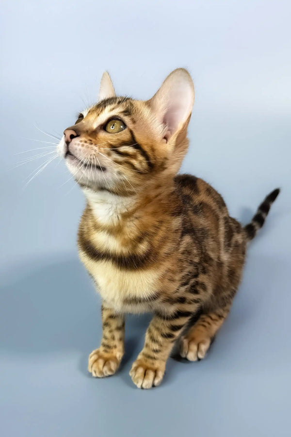 Eva | bengal kitten