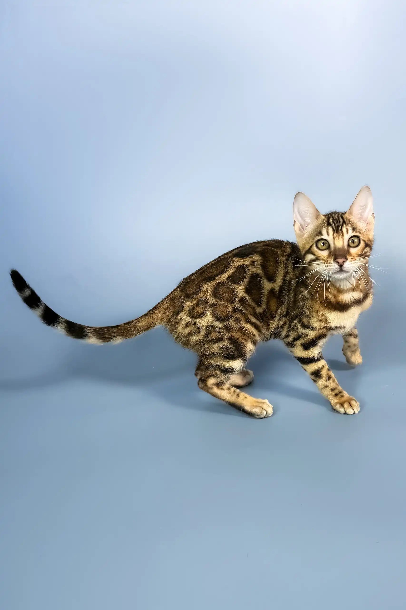 Eva the Bengal Kitten with Mesmerizing Green Eyes1