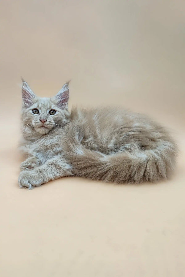 Lying fluffy Maine Coon kitten named Eva looking adorable and playful