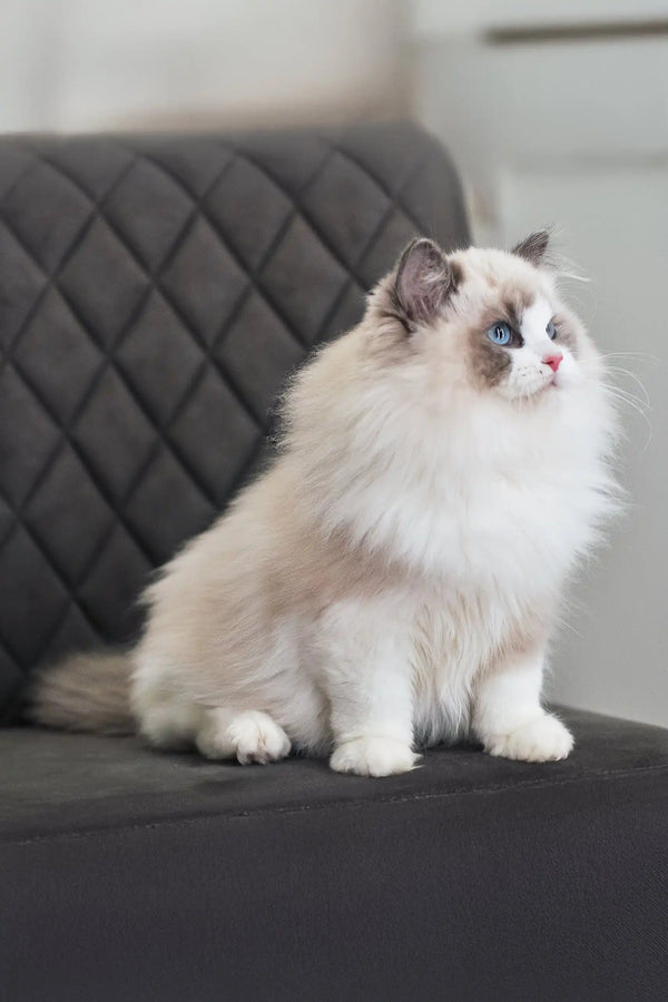 Ragdoll cat with fluffy white fur and dark points on a cozy cushion, perfect for Eva