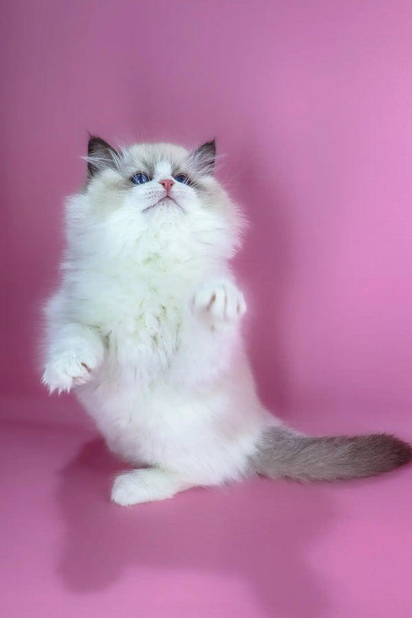 Eve | ragdoll kitten