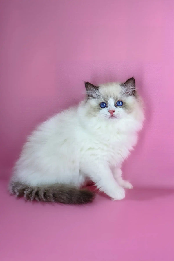 Eve | ragdoll kitten