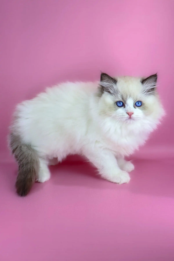 Eve | ragdoll kitten