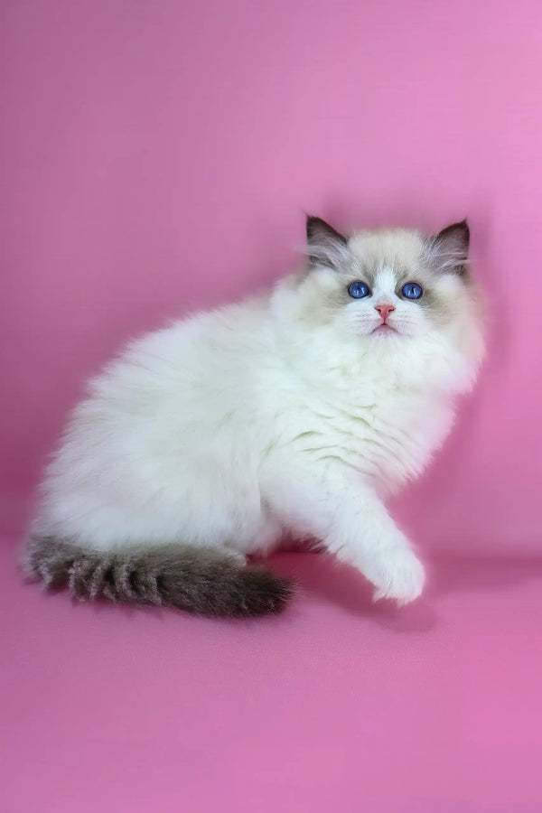 Eve | ragdoll kitten
