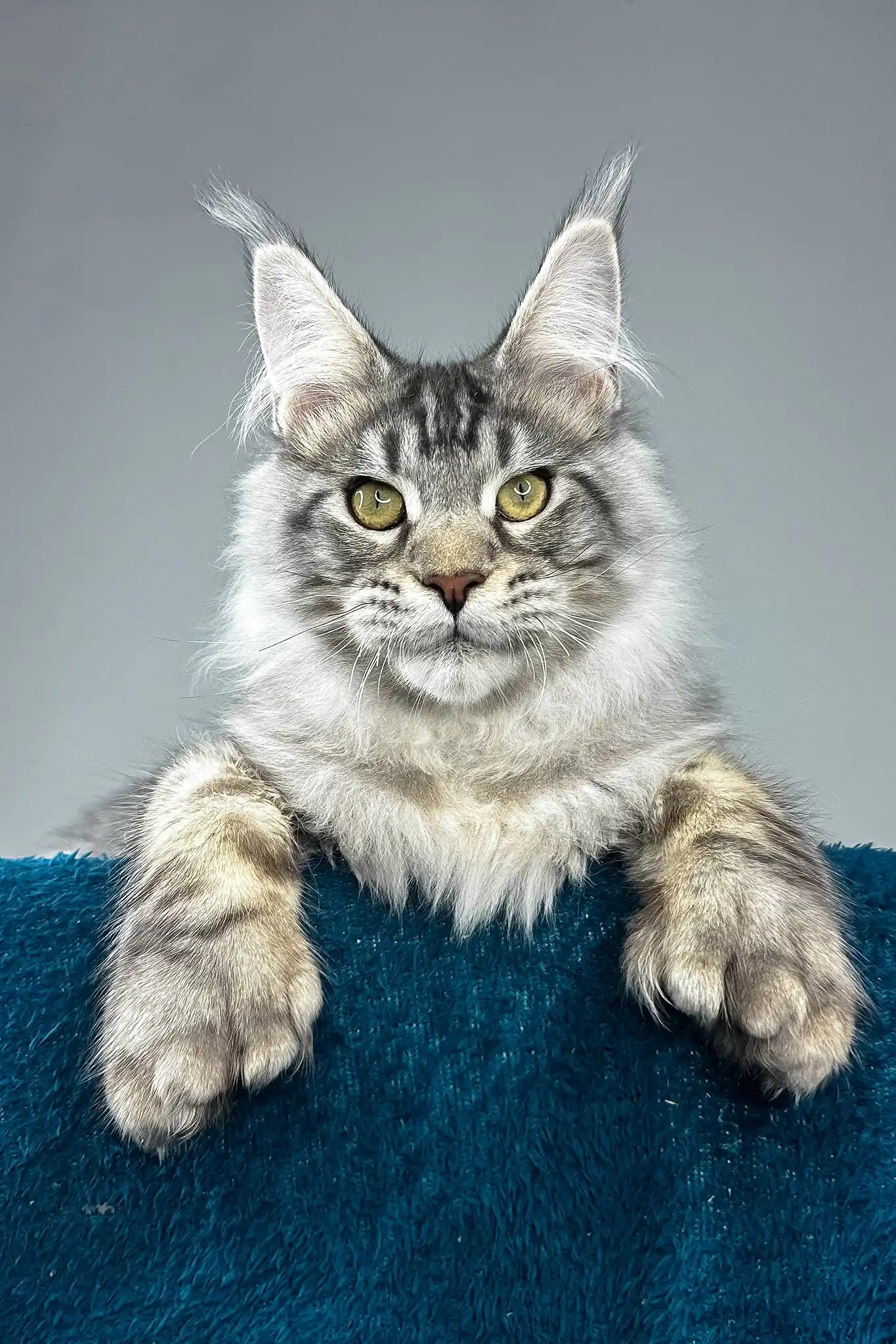 Six Toes Mitten Paw Kittens Mitten Paws Cat Shop