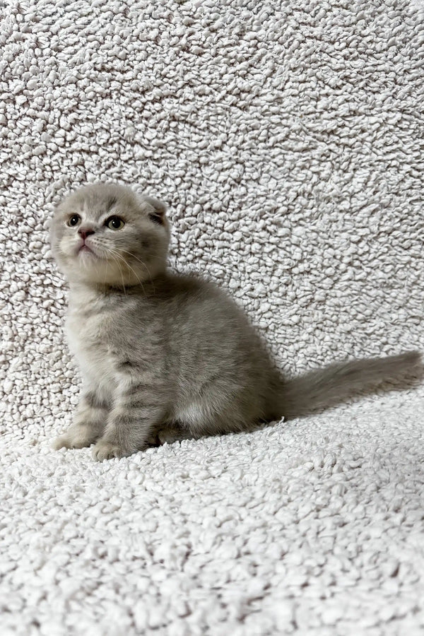 Fadei | scottish fold kitten