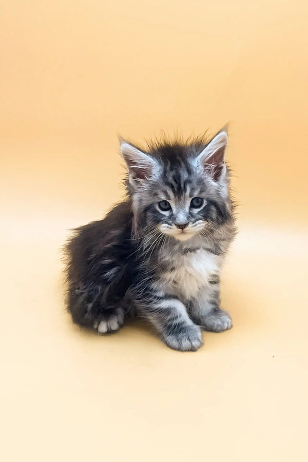Fluffy gray tabby kitten from the Fantik Maine Coon Kitten collection