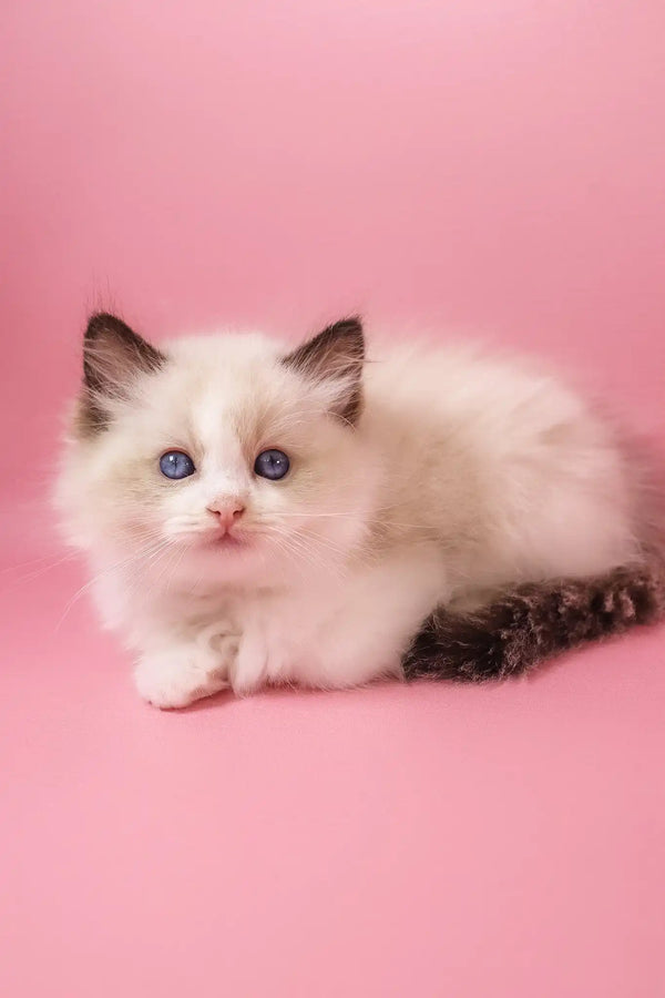 Fantik | ragdoll kitten