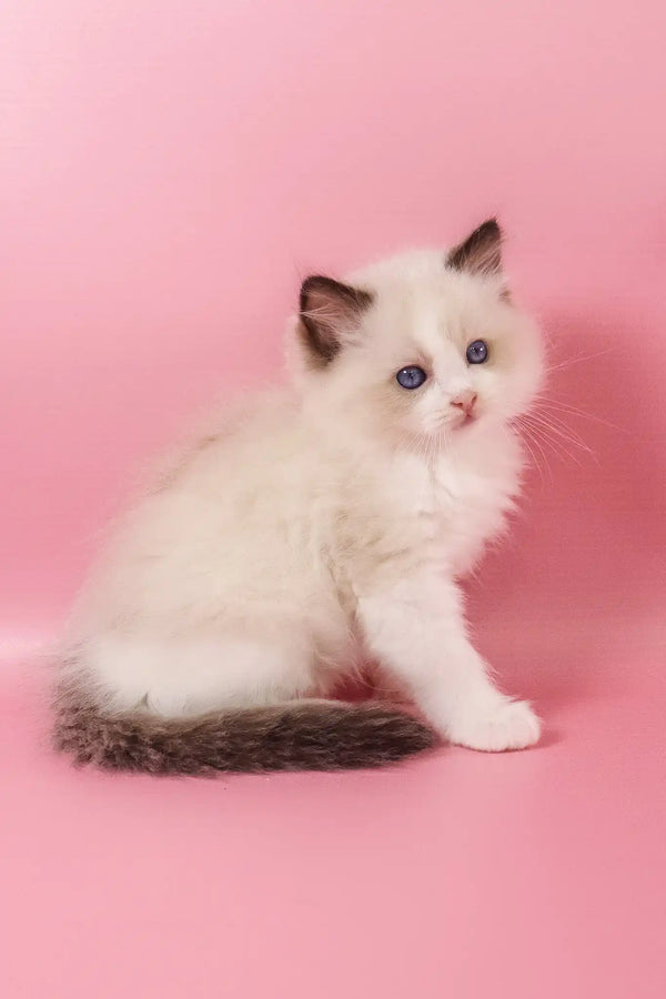 Fantik | ragdoll kitten