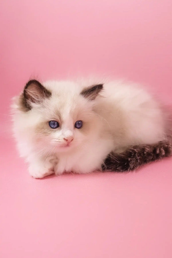 Fantik | ragdoll kitten