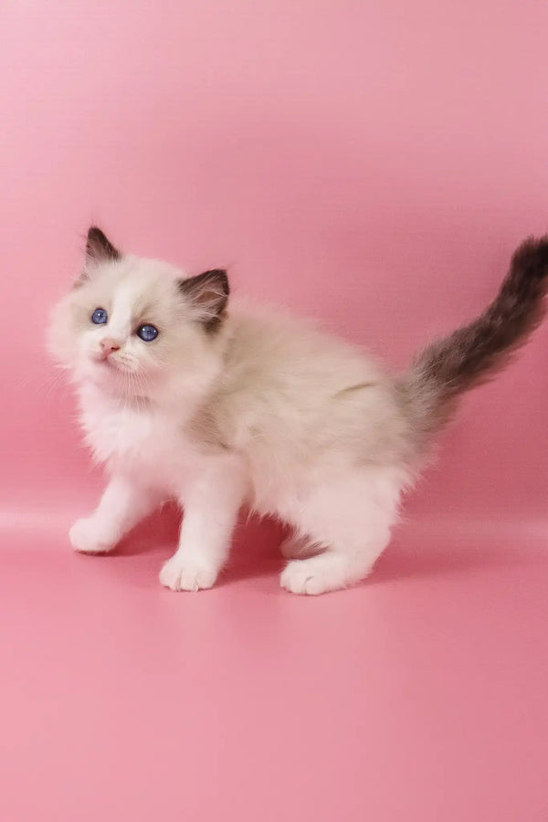 Fantik | ragdoll kitten