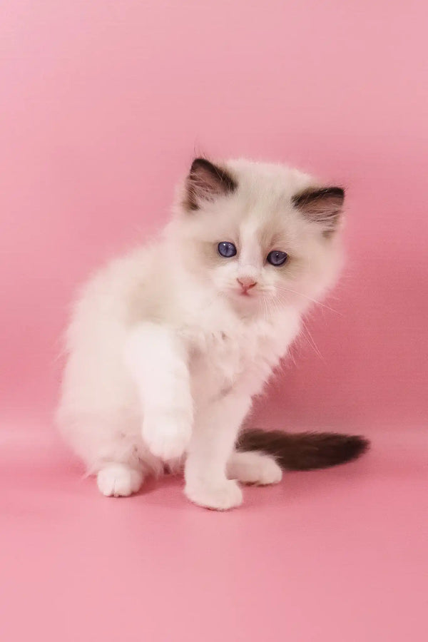Fantik | ragdoll kitten