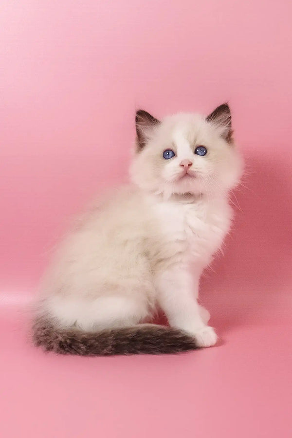 Fantik | ragdoll kitten