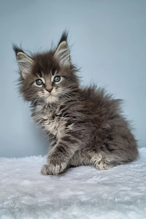 Fluffy gray kitten lounging, perfect for the Faraon Maine Coon Kitten product