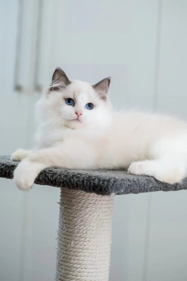 Fart | ragdoll kitten