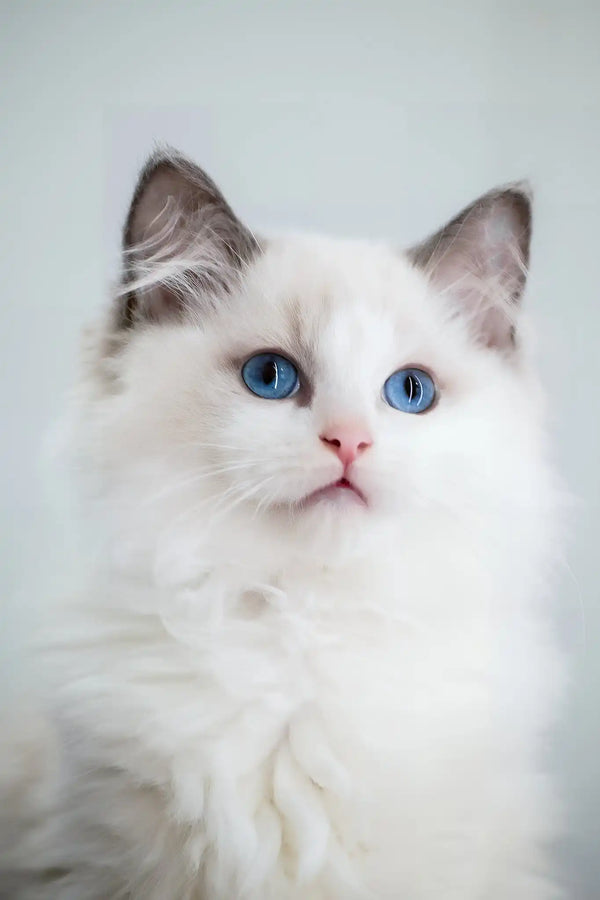 Fart | ragdoll kitten