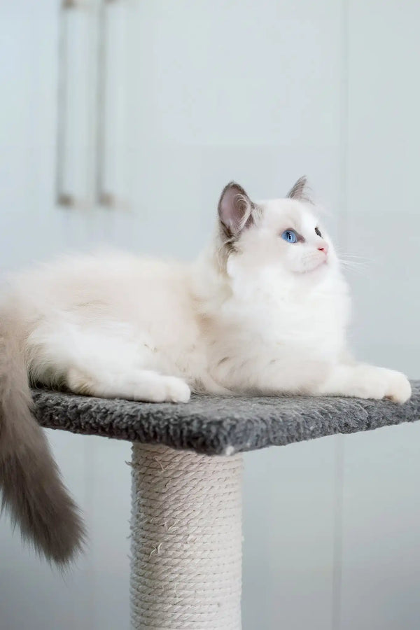 Fart | ragdoll kitten