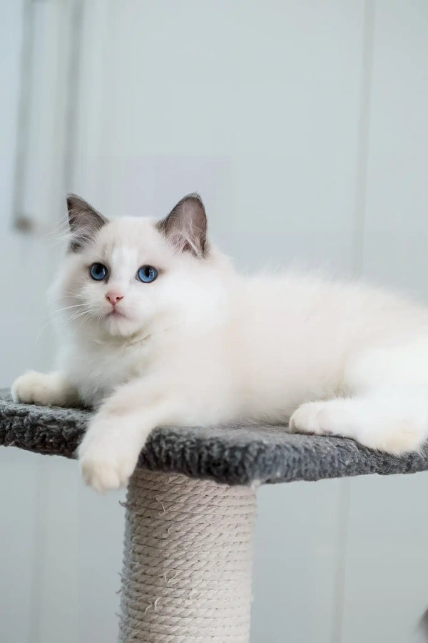 Fart | ragdoll kitten