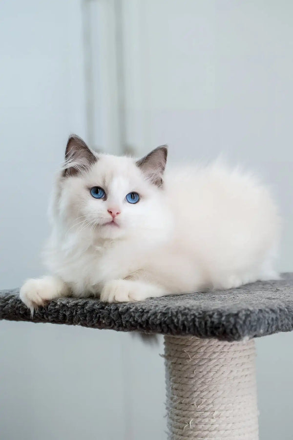 Fart | ragdoll kitten