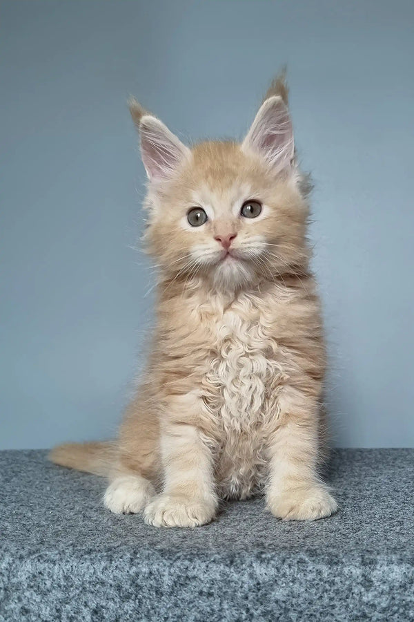 Cute ginger Maine Coon kitten named Faust ready to steal hearts and be your friend
