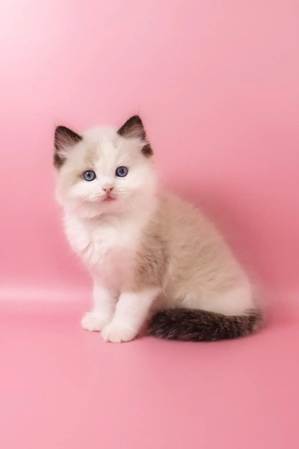 Fedechka | ragdoll kitten