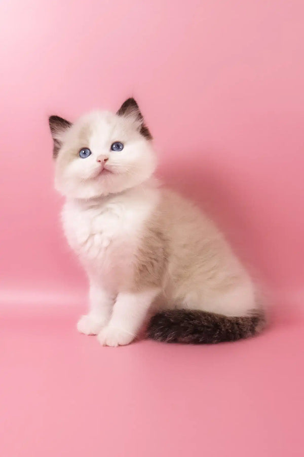 Fedechka | ragdoll kitten