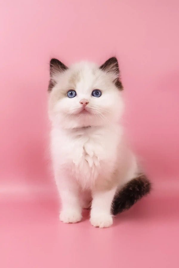 Fedechka | ragdoll kitten