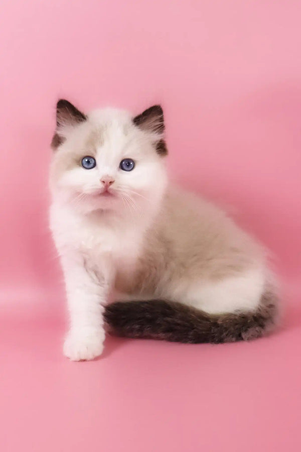 Fedechka | ragdoll kitten