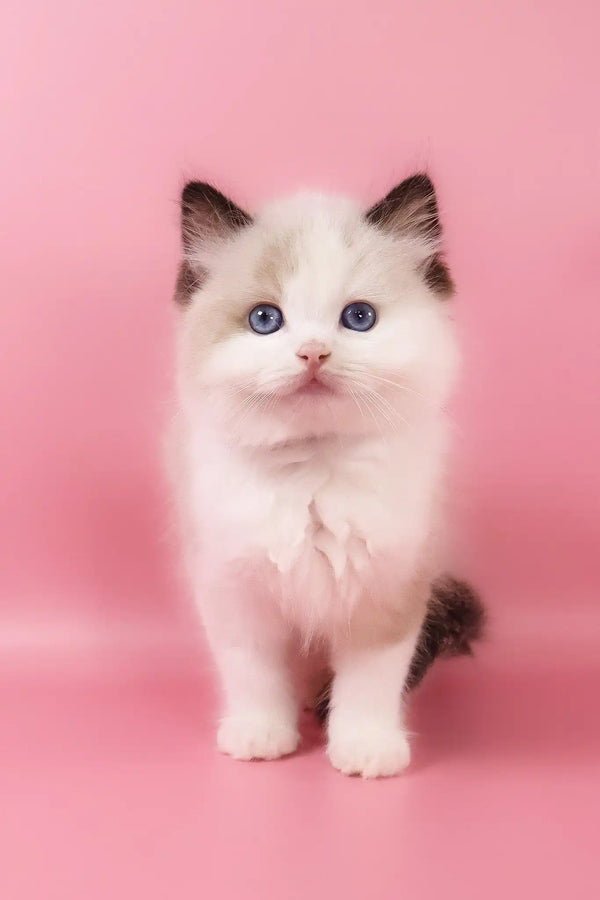 Fedechka | ragdoll kitten
