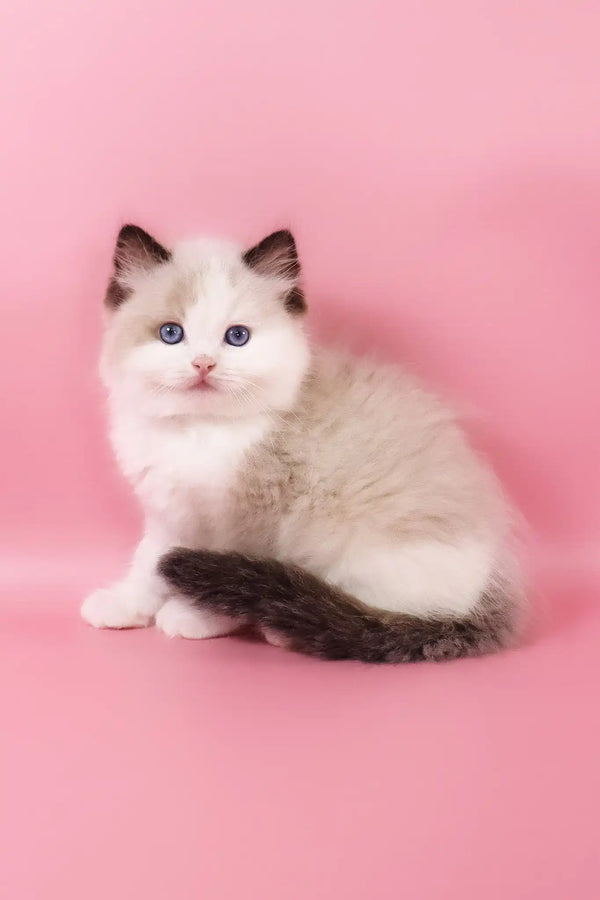 Fedechka | ragdoll kitten