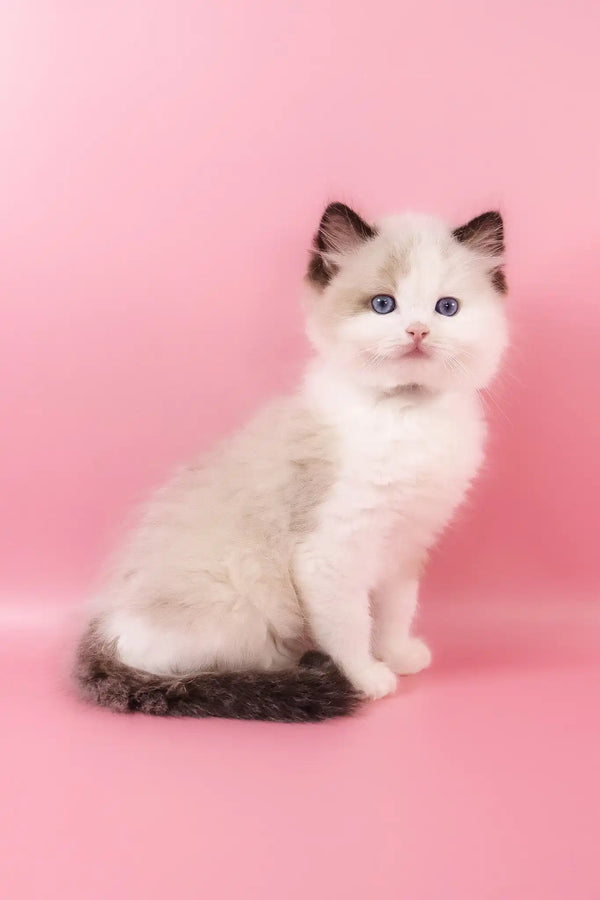 Fedechka | ragdoll kitten
