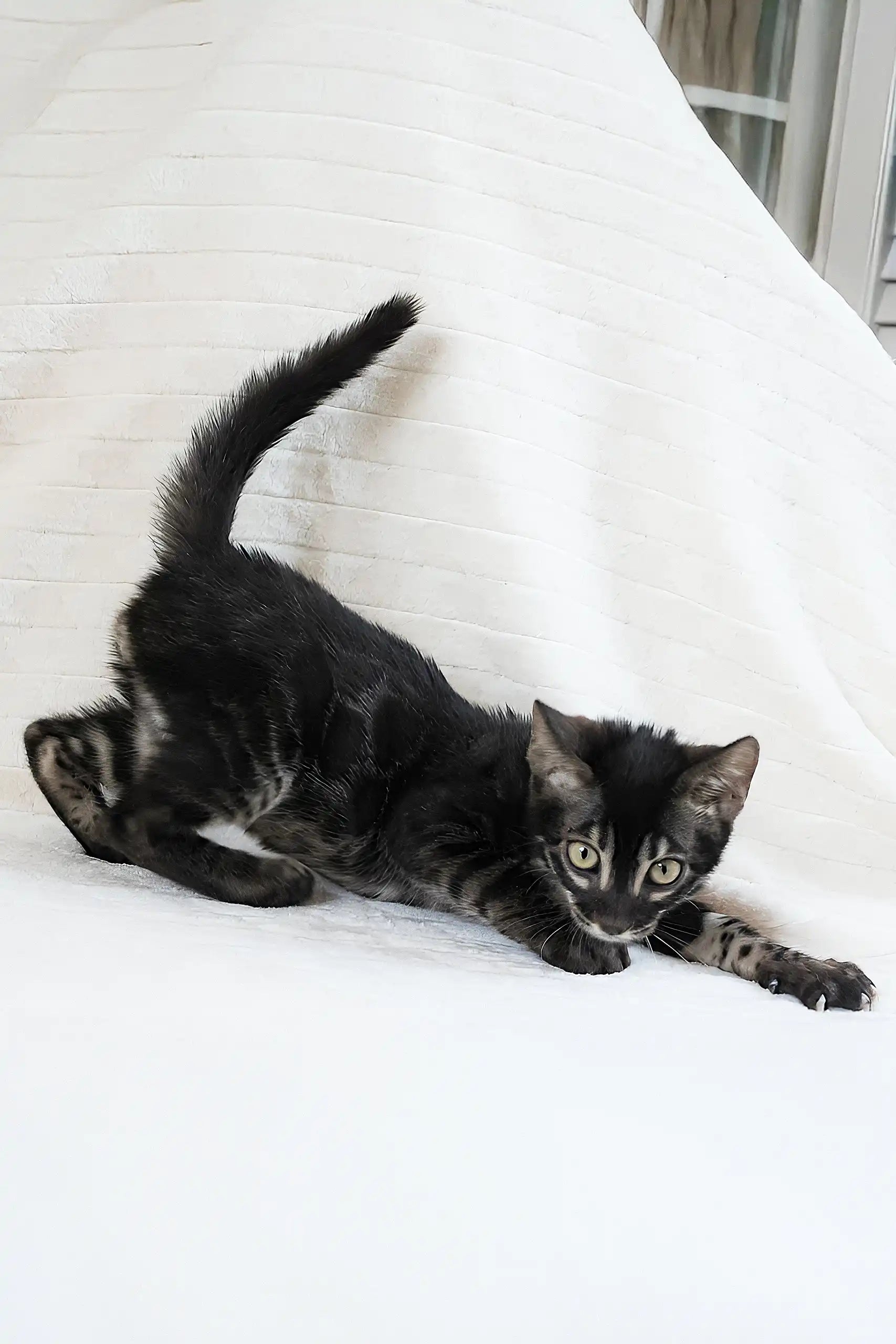 Meet Fedor: Adorable Bengal Kitten with Stunning Eyes