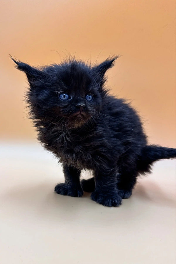 Fluffy black Polydactyl Maine Coon kitten with bright blue eyes, perfect for cuddles!
