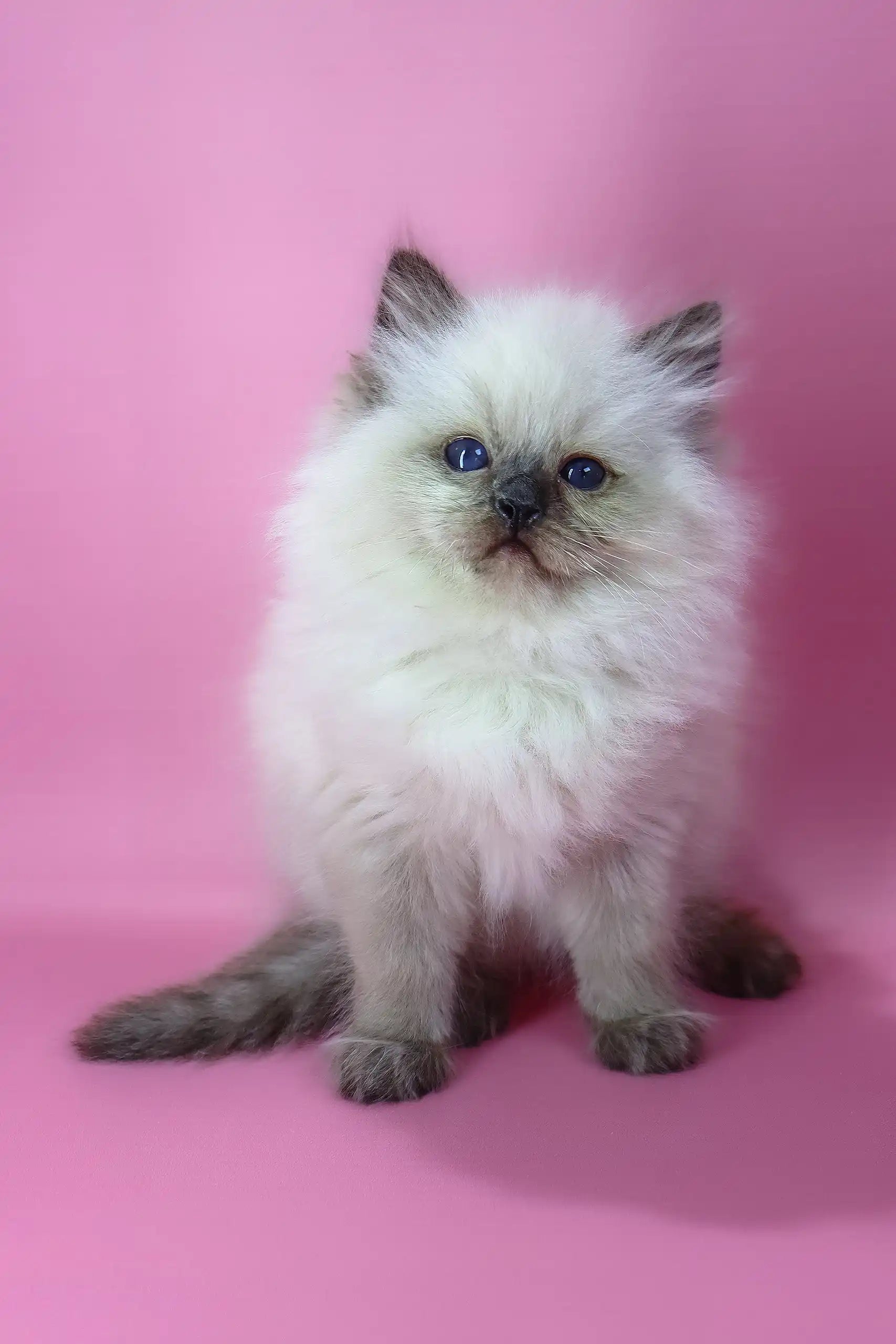 Felix the Ragdoll Kitten Lovely Blue Eyes