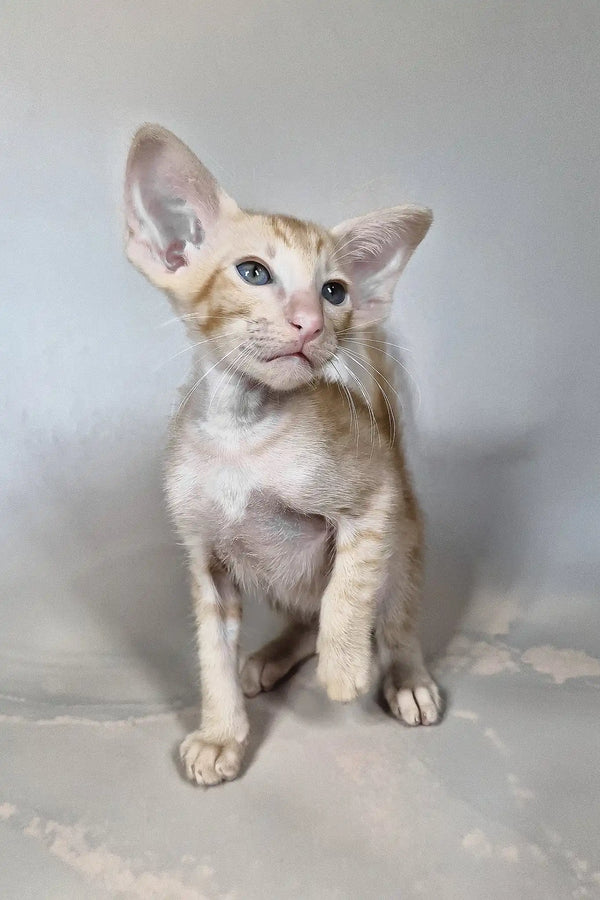 Fenix | oriental shorthair kitten