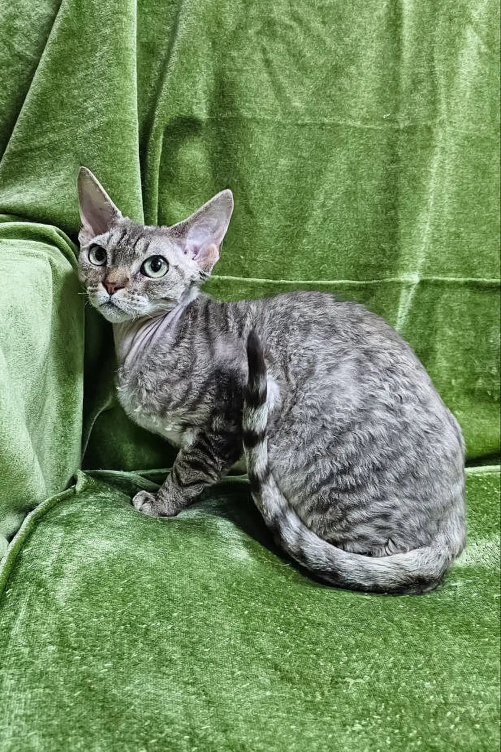 Fhilip Devon Rex Kitten with Enchanting Eyes - Main Image