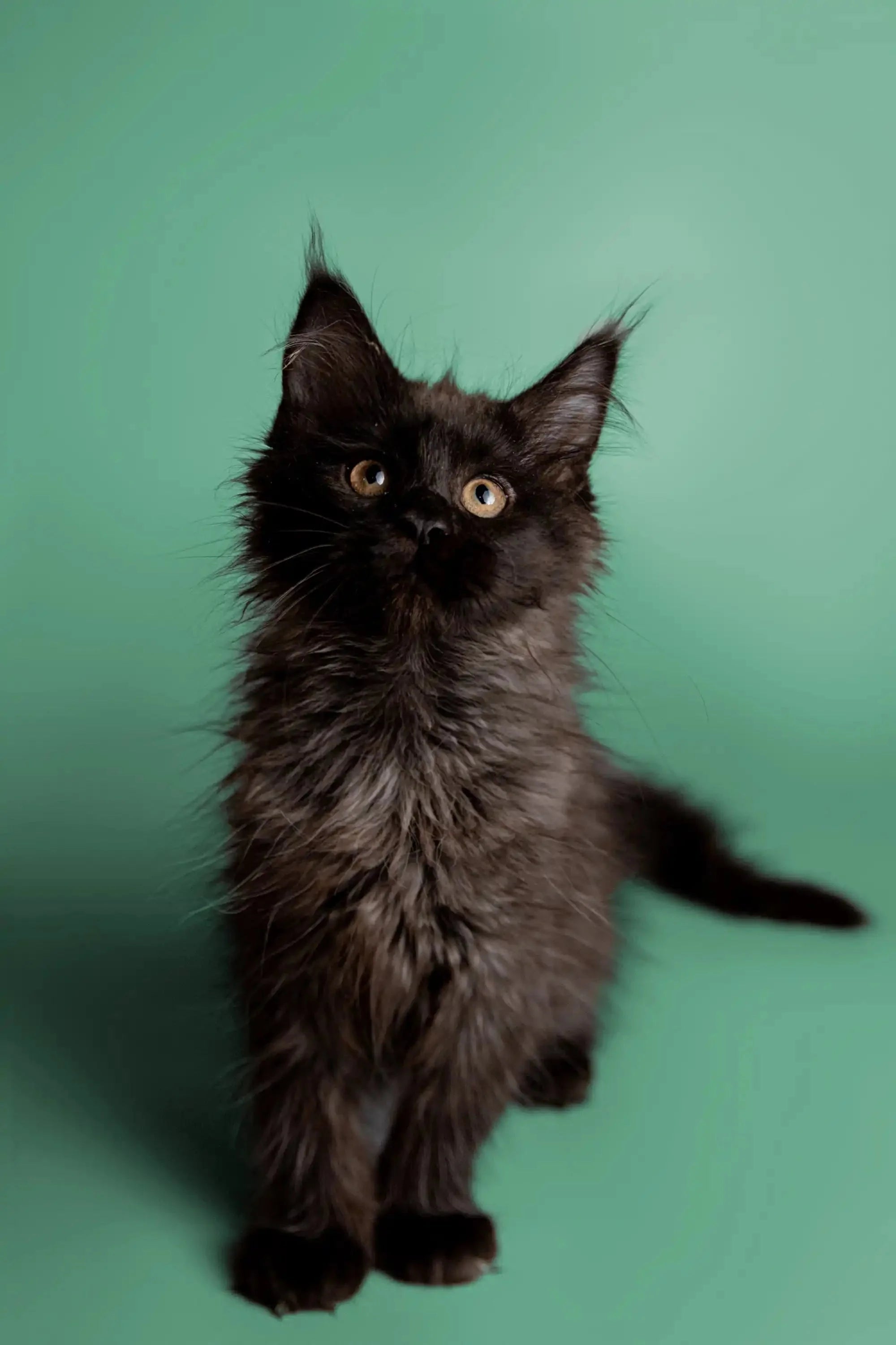 Long Hair Black Kitten Fluffy Black Long Hair Kitten Stock Photo