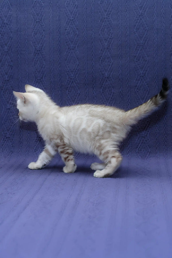 Fiji | bengal kitten