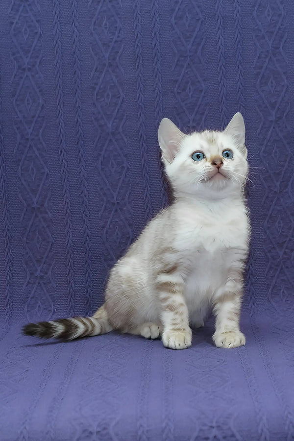 Fiji | bengal kitten