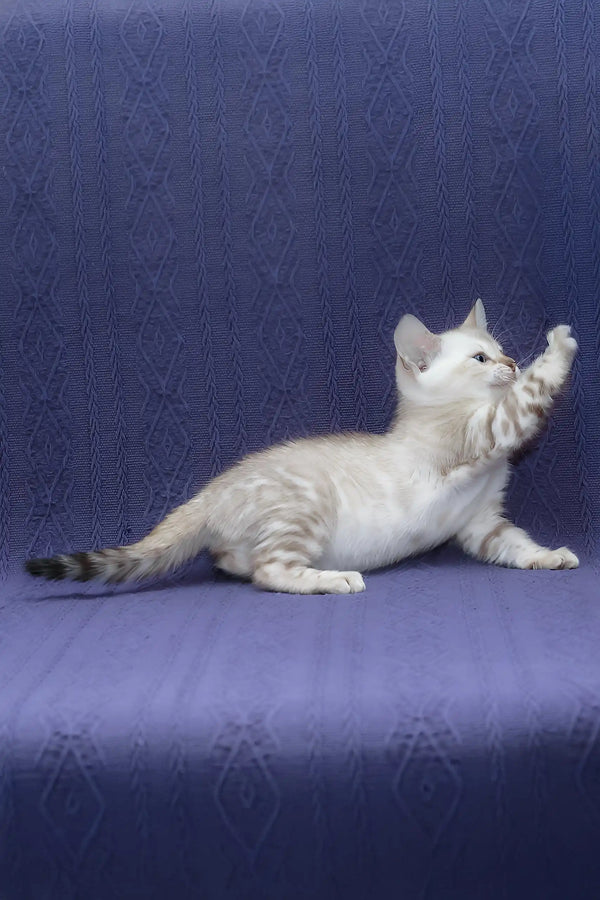 Fiji | bengal kitten