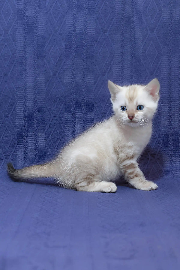 Fiji | bengal kitten