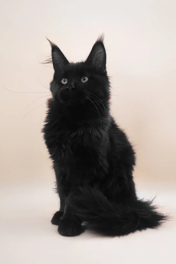 Fill | maine coon kitten