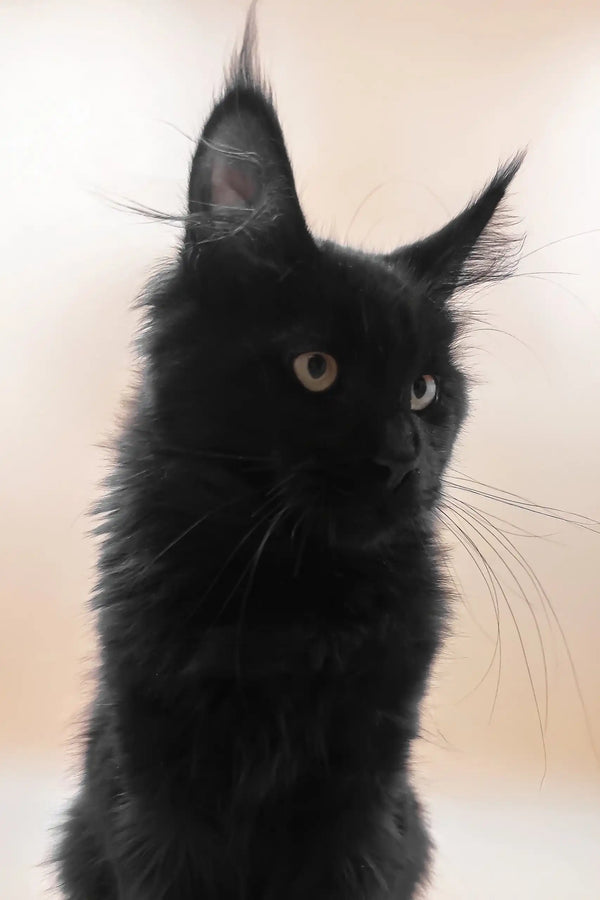 Fill | maine coon kitten