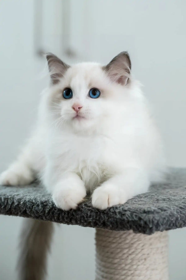 Flash | ragdoll kitten