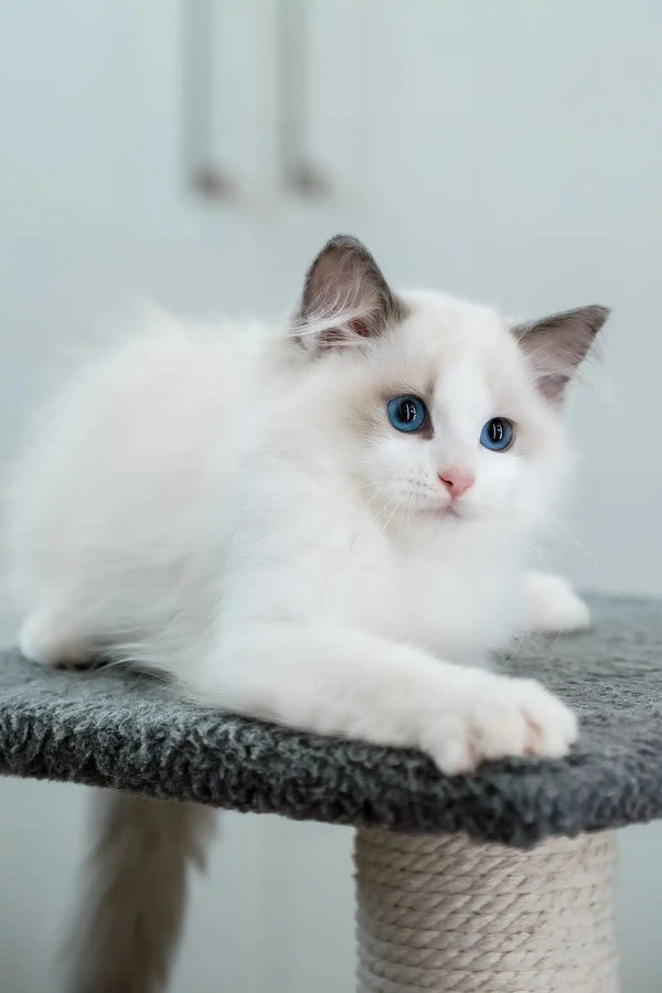 Flash | ragdoll kitten