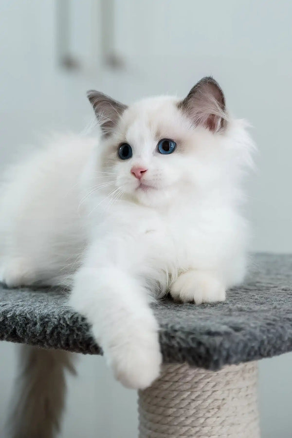 Flash | ragdoll kitten