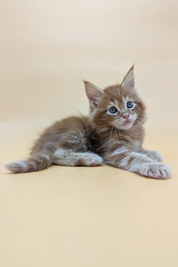Brown tabby Maine Coon kitten named Flint with striking blue eyes