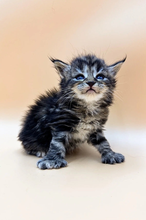 Fluffy gray tabby Polydactyl Maine Coon kitten with bright blue eyes sitting upright