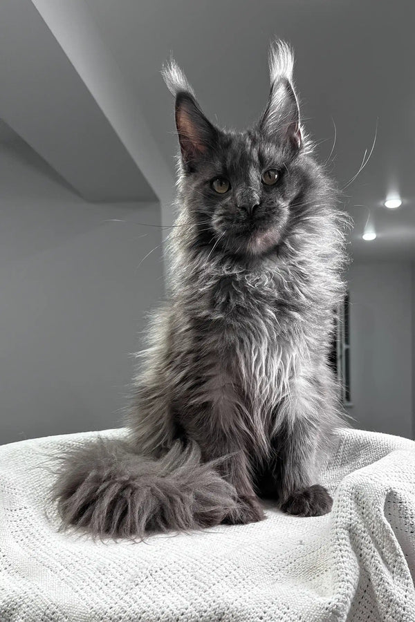 Flyer | maine coon kitten
